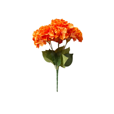 55786.jpg
